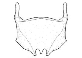  Fig 10,  Anthidium michenerorum  male, diagram of the sixth sternum (S7), diagram from Gonzalez and Griswold 2013 
